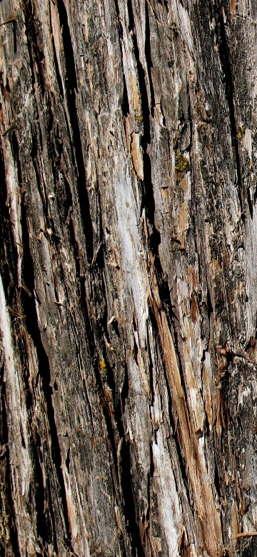 Image brown and gray wood trunk