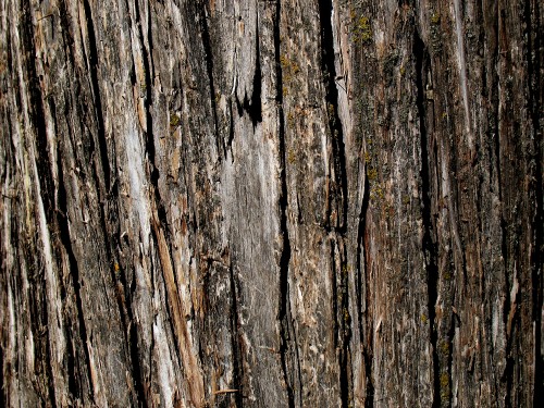 Image brown and gray wood trunk