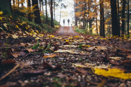 Image landscape, leaf, natural landscape, nature, tree