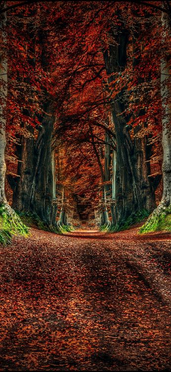 Naturaleza, Morena, Paisaje Natural, La Gente en la Naturaleza, Madera. Wallpaper in 1080x2340 Resolution