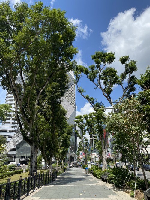 Image tree, leaf, physics, daytime, branch