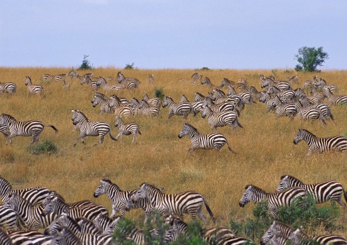 Image black and white zebra on brown grass field during daytime