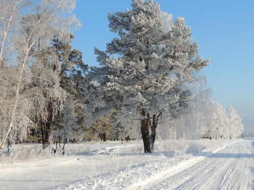 Image snow covered trees during daytime