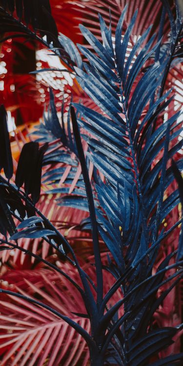 Feuille, la Floraison de la Plante, Plante Succulente, Textile, Art. Wallpaper in 2464x4928 Resolution