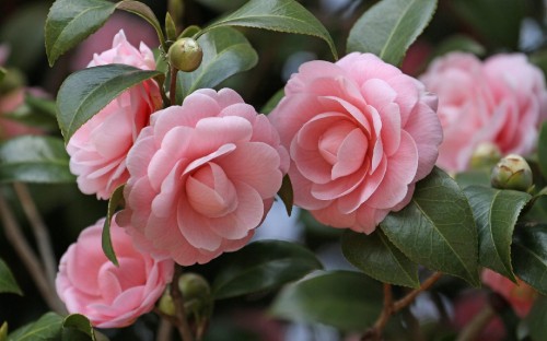 Image pink rose in bloom during daytime