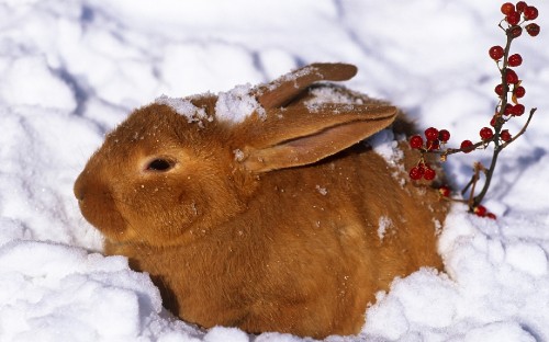 Image brown rabbit on snow covered ground