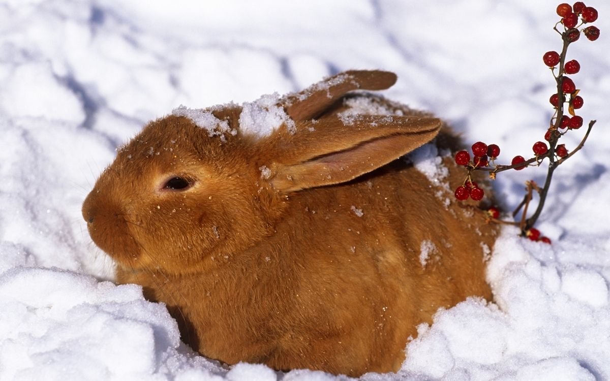 brown rabbit on snow covered ground