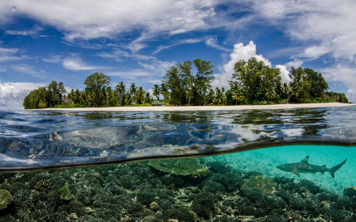 green trees beside blue sea under blue sky and white clouds during daytime