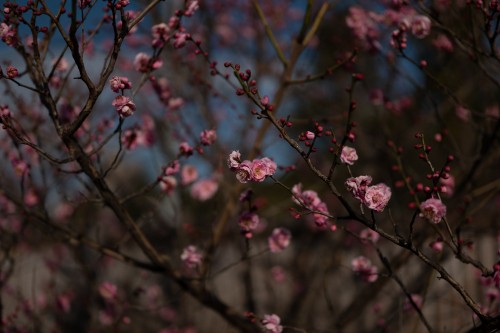 Image pink flowers in tilt shift lens