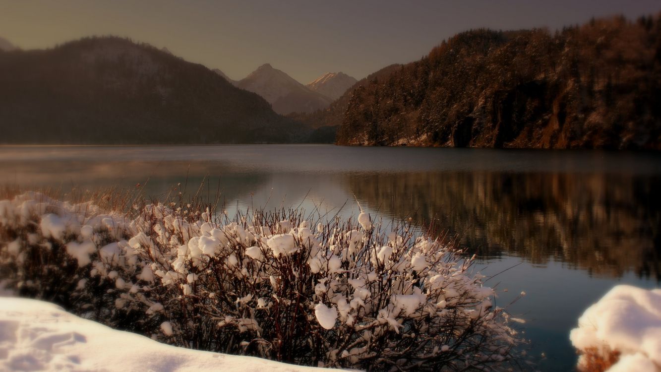 white flowers on white snow near lake