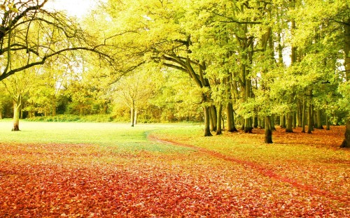 Image green trees on brown leaves on ground during daytime