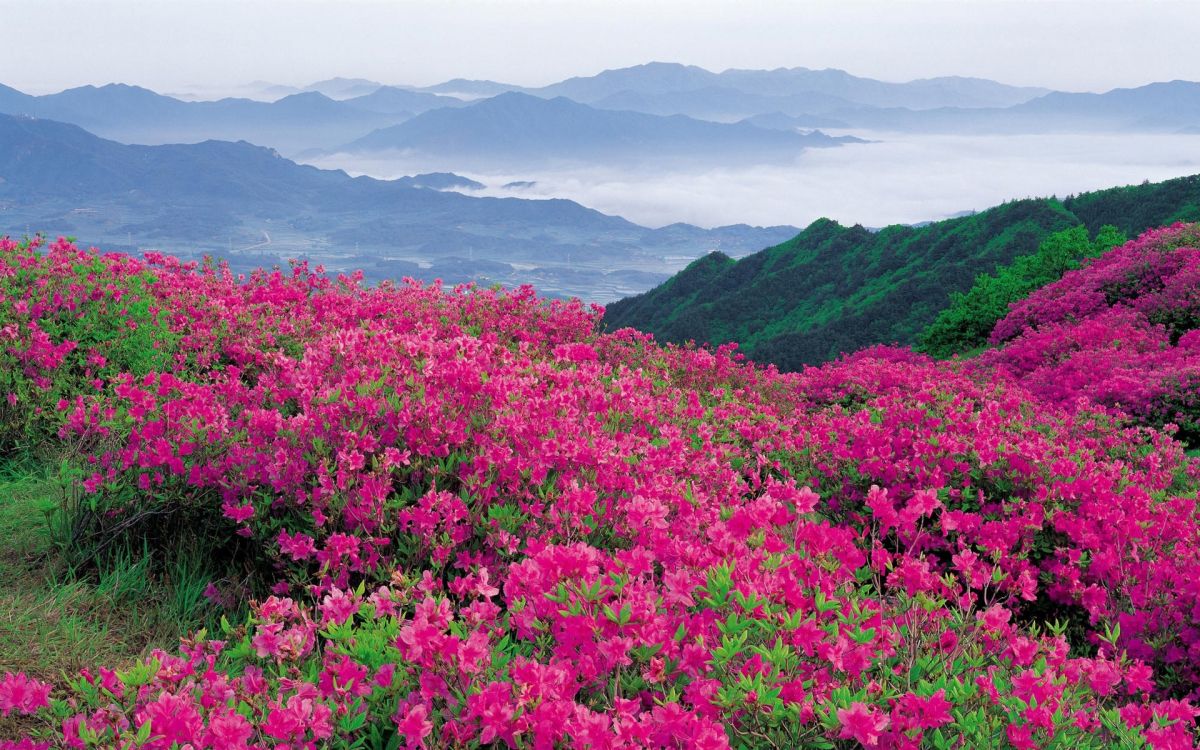 Pink Flower Field Near Mountains During Daytime. Wallpaper in 1920x1200 Resolution
