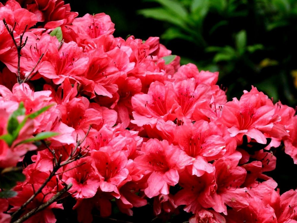 pink flowers in tilt shift lens