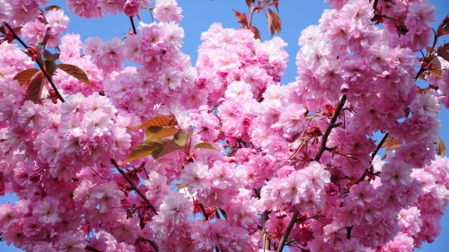 Image pink cherry blossom in bloom during daytime