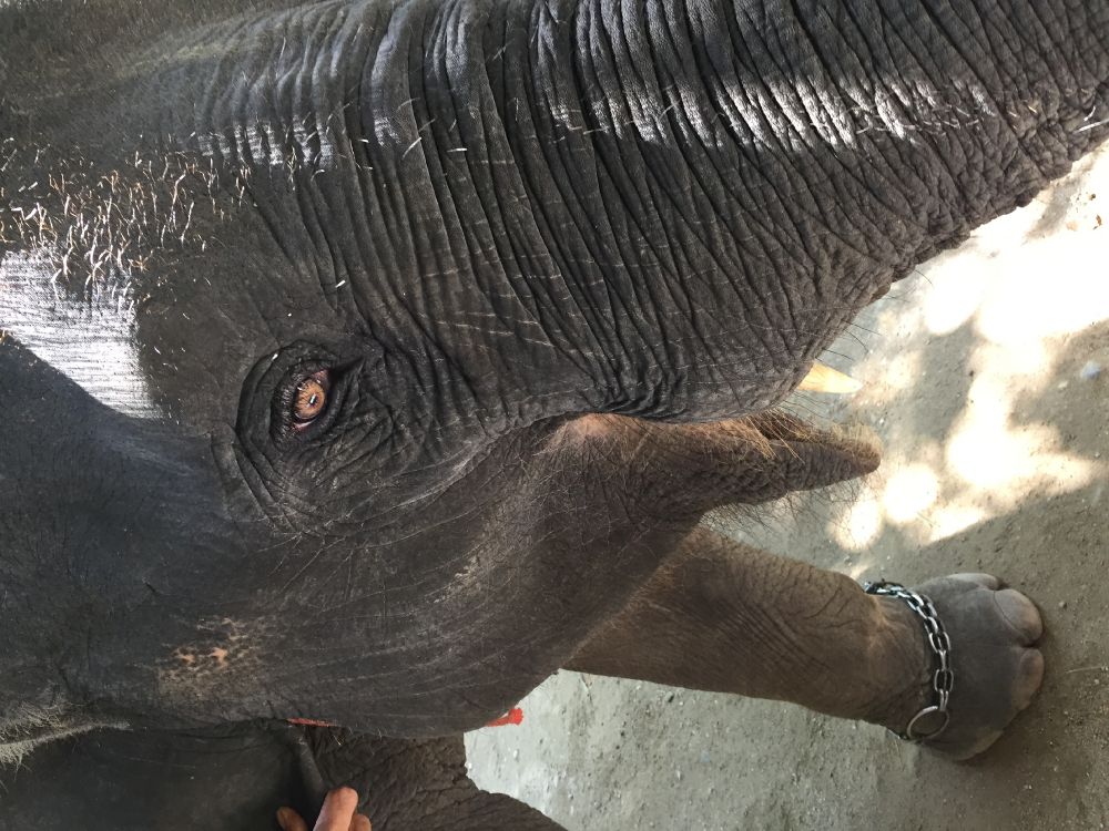 Thaïlande, Les Éléphants et Les Mammouths, Peau, Pour Les Animaux Terrestres, Bracelet. Wallpaper in 3264x2448 Resolution