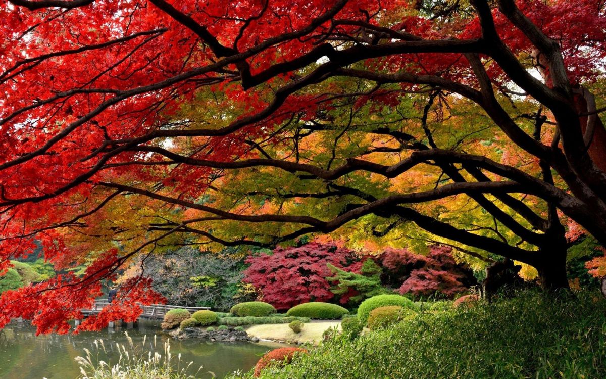 red and brown trees beside river during daytime