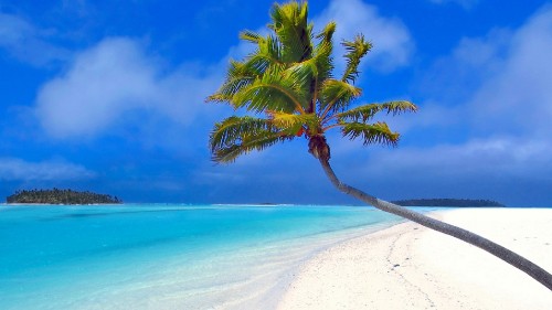 Image palm tree on white sand beach during daytime