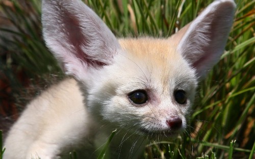 Image white and brown short fur kitten on green grass during daytime