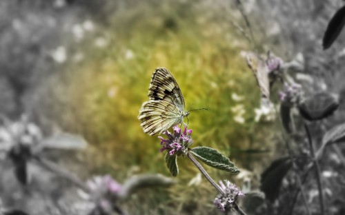 Image tiger swallowtail butterfly perched on purple flower in close up photography during daytime