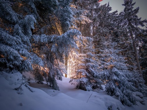 Image forest, winter, snow, tree, nature