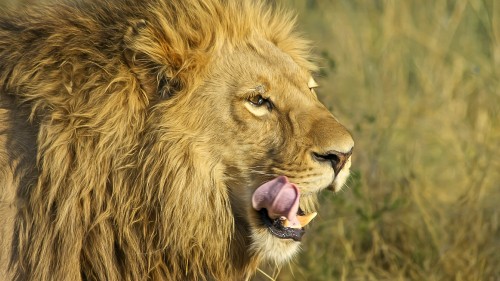 Image brown lion on green grass during daytime