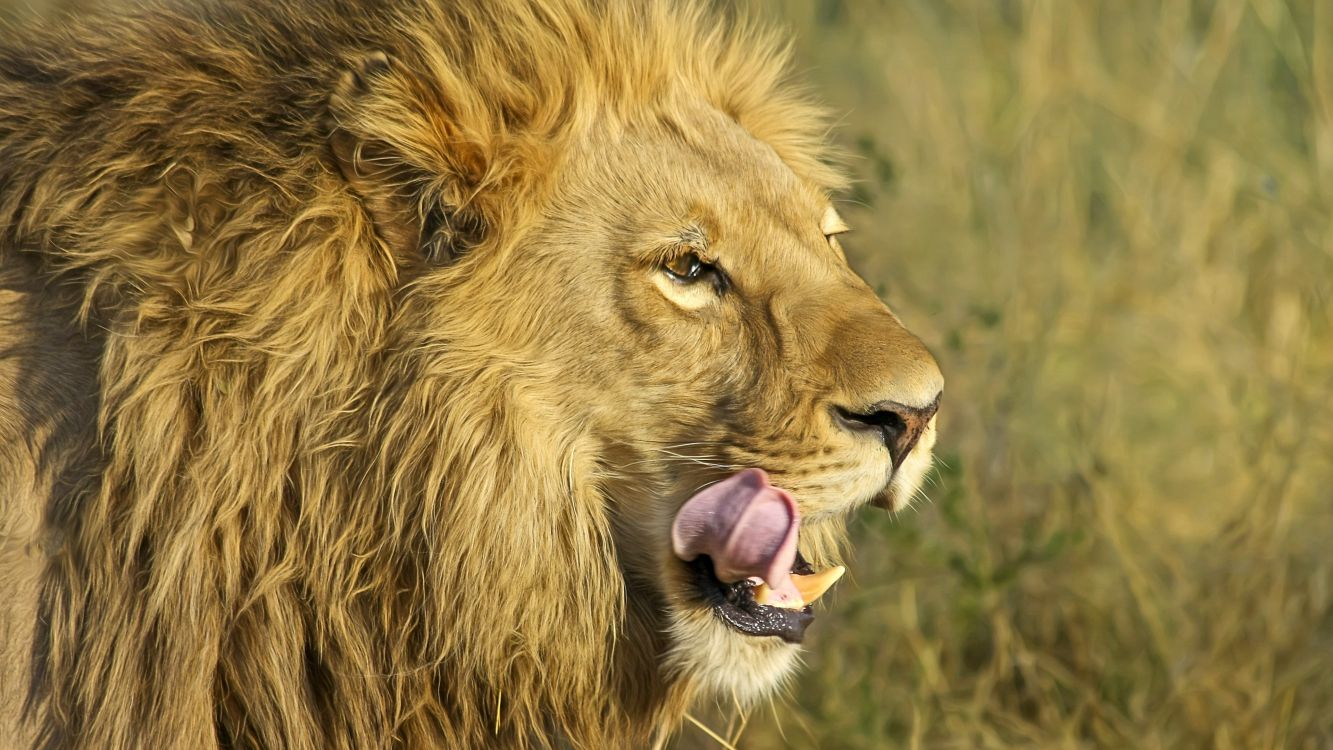 Lion Brun Sur L'herbe Verte Pendant la Journée. Wallpaper in 3840x2160 Resolution