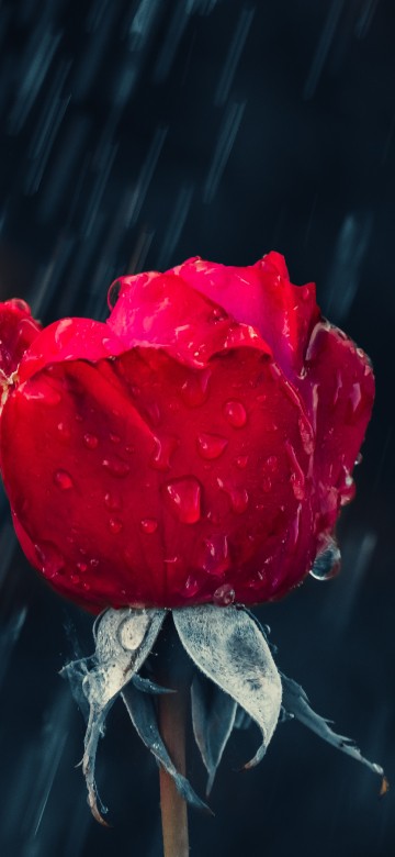 Image red rose in close up photography