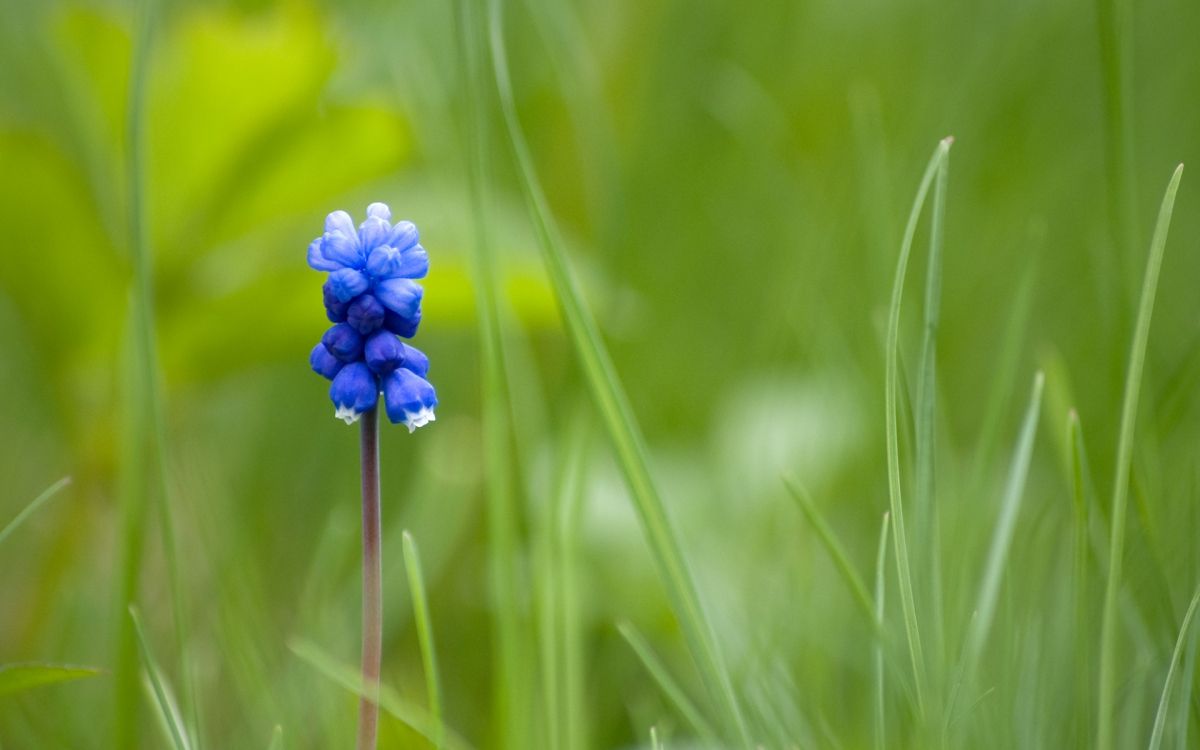 blue flower in tilt shift lens