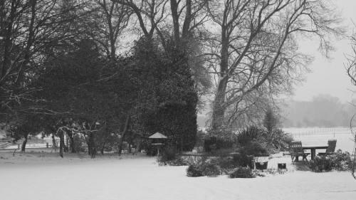 Image trees on snow covered ground during daytime