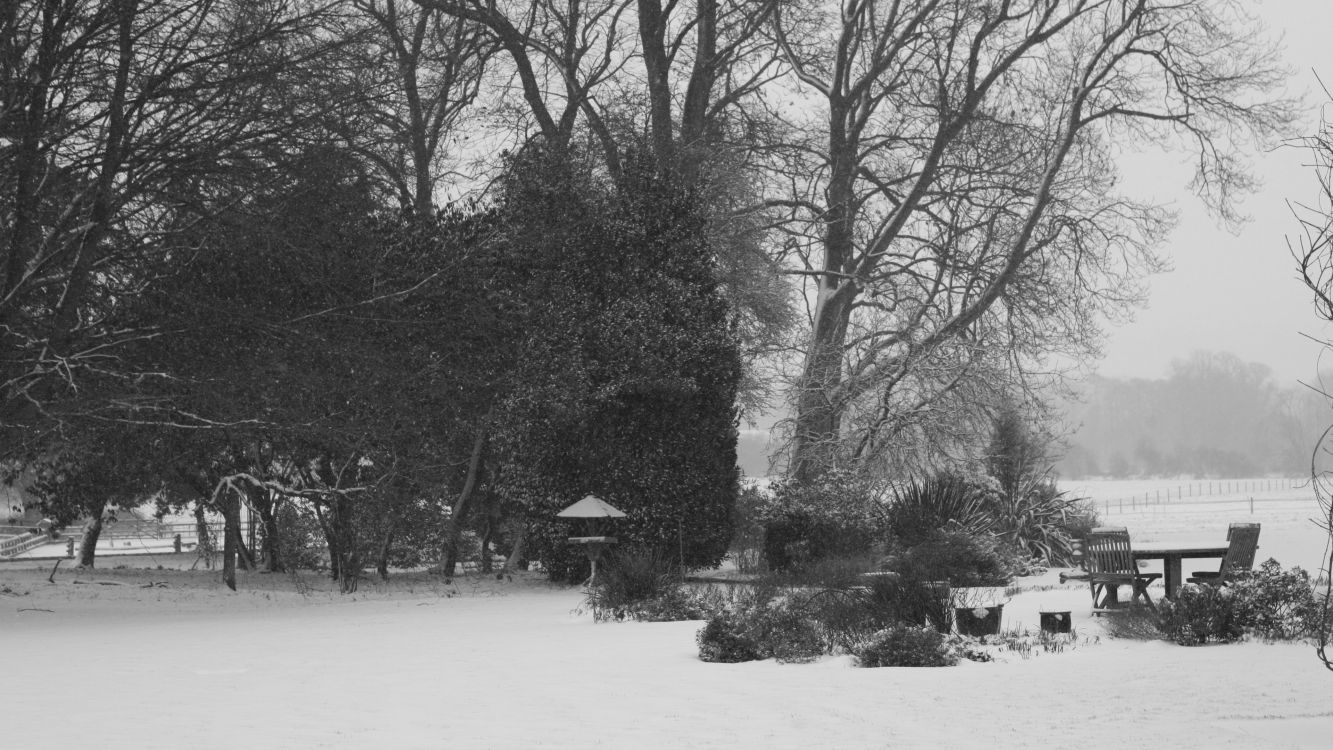 trees on snow covered ground during daytime