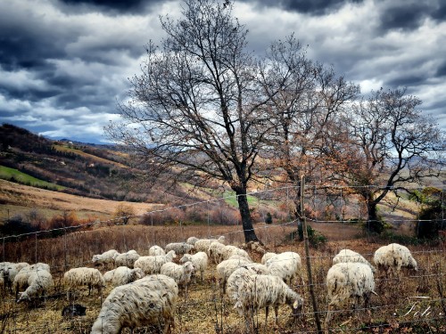 Image white sheep on green grass field during daytime