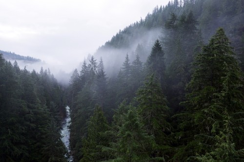 Image green pine trees under white sky during daytime