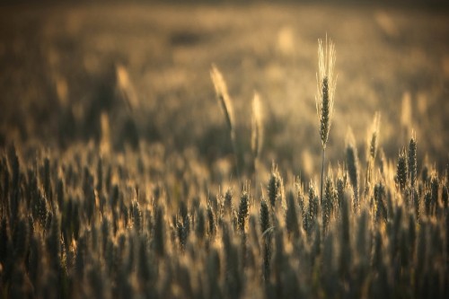 Image brown wheat field during daytime