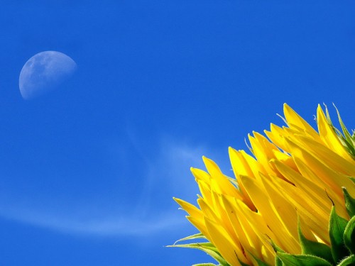 Image yellow flower under blue sky during daytime