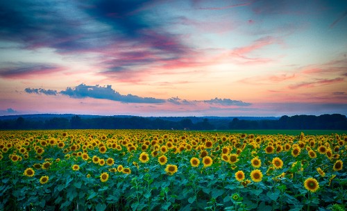 Image green grass field under cloudy sky during sunset