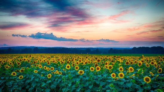 Image green grass field under cloudy sky during sunset