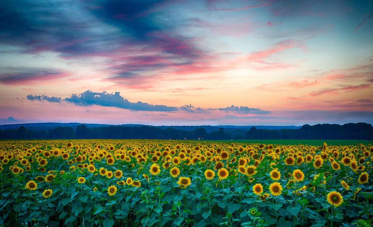 green grass field under cloudy sky during sunset