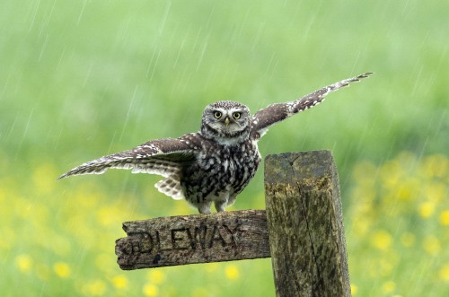 Image owls, birds, green-billed toucan, little owl, bird