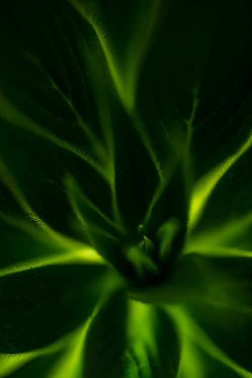 Image green plant in close up photography