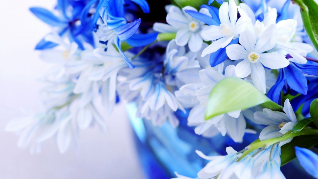 blue and white flowers in blue vase