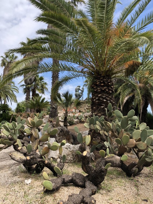 Image vegetation, biome, shrubland, palm trees, Oil palms