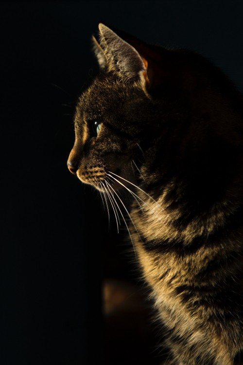 Image whiskers, calming cat treats, russian blue, siamese cat, american bobtail