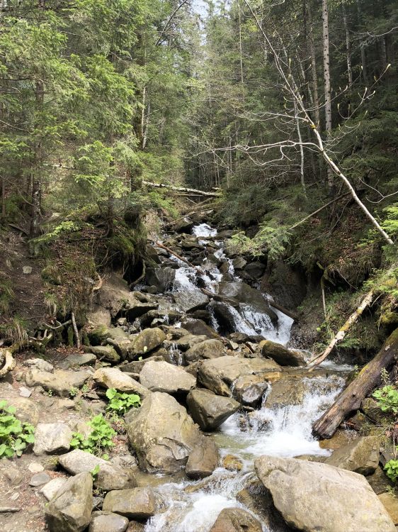 Karpaten, Naturschutzgebiet, Gewässer, Natur, Vegetation. Wallpaper in 1536x2048 Resolution