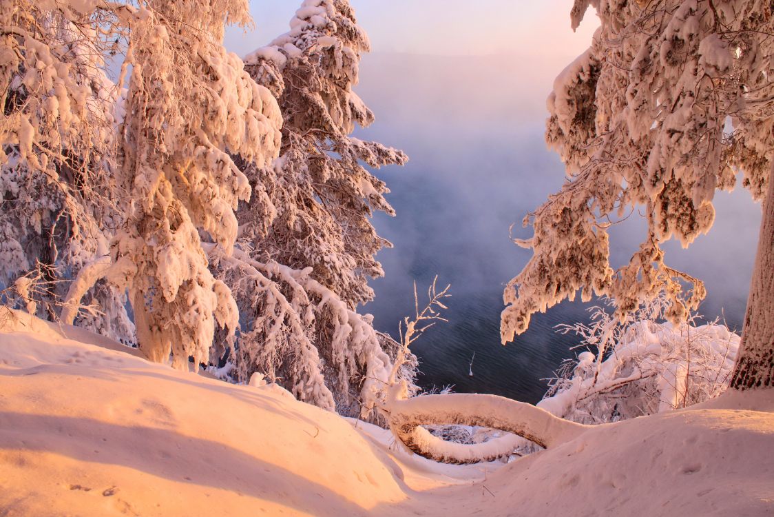 snow covered trees during daytime