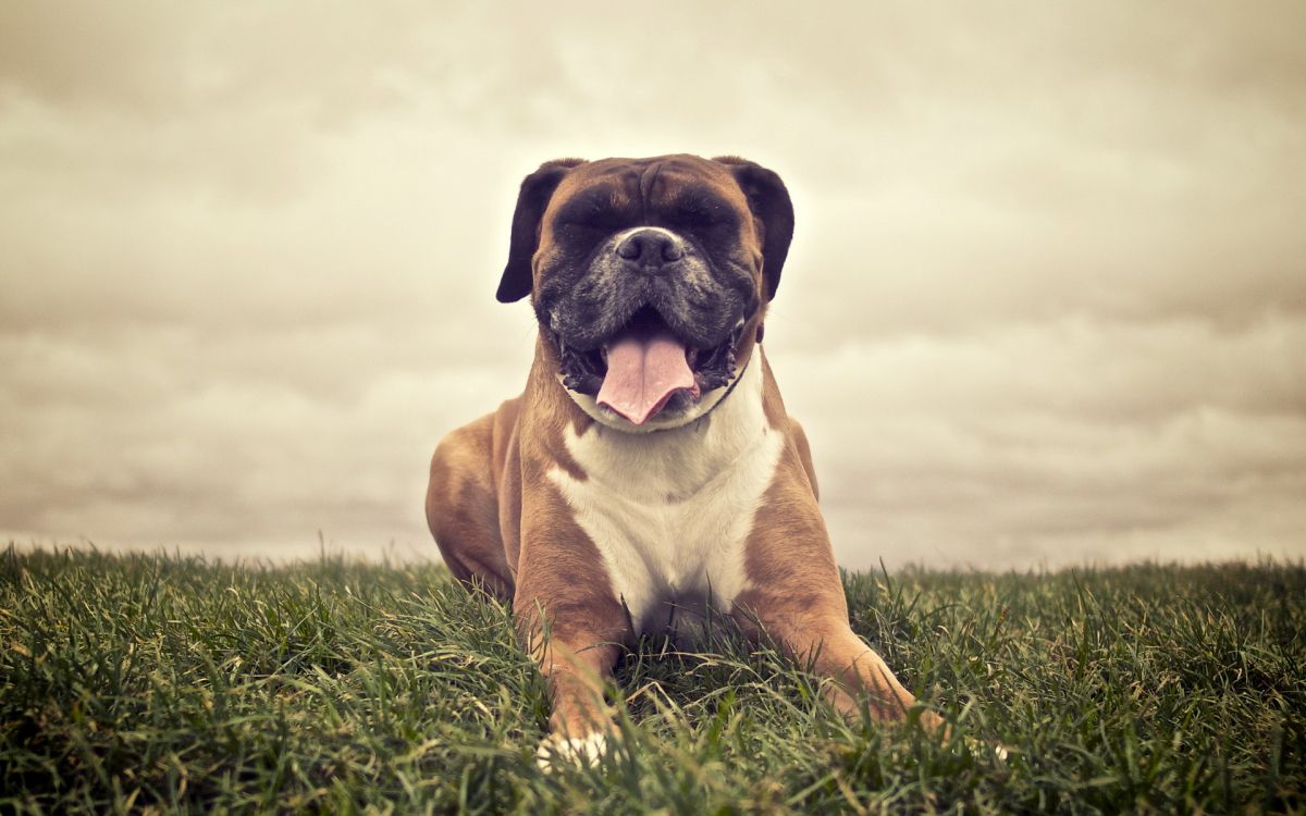 Chien à Poil Court Brun et Blanc Sur Terrain D'herbe Verte. Wallpaper in 1920x1200 Resolution