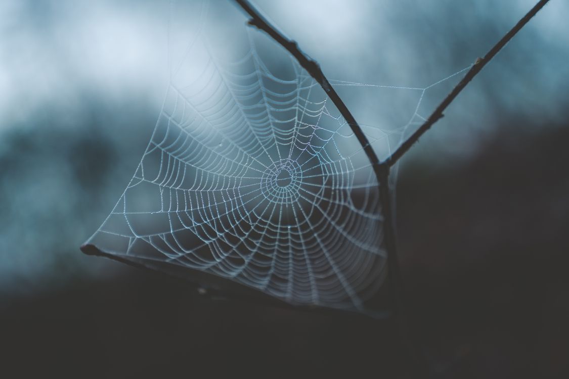 Spider Web, Water, Morning, Branch, Leaf. Wallpaper in 6000x4000 Resolution
