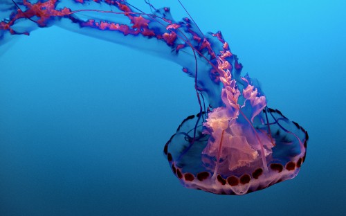 Image blue and white jellyfish under water