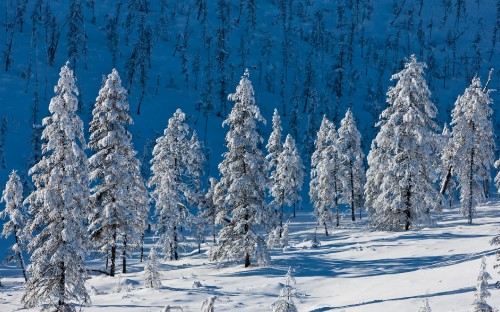 Image snow covered pine trees during daytime