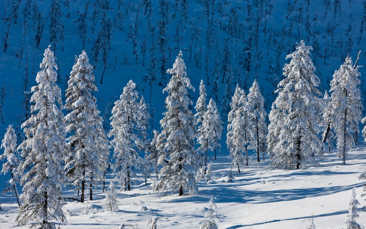 snow covered pine trees during daytime