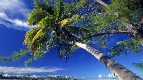 Image green palm tree under blue sky during daytime